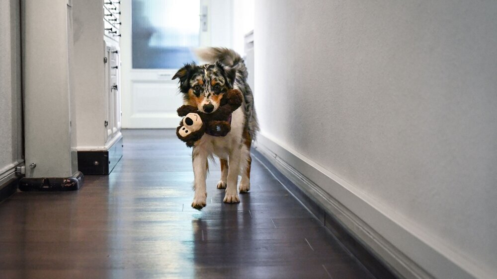 Australian Sheperd Hündin Anouk ist als Therapiebegleithund in der Zahnarztpraxis von Dr. Ina Zöller in Gießen im Einsatz. Australian Sheperd Hündin Anouk ist als Therapiebegleithund in der Zahnarztpraxis von Dr. Ina Zöller in Gießen im Einsatz.