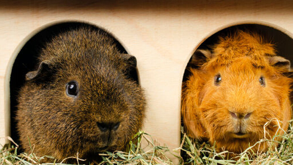 ... Tierhaarallergene  ... |