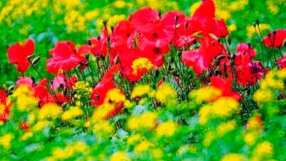 Sommerliche Farben schaffen Lebensfreude: Was wir in unserer Freizeit mit Genuss aufnehmen, spielt in der Arbeitswelt eine eher untergeordnete Rolle. Aber gut gewählte Farben zeigen Wirkung, schaffen Motivation und sind „Marketing“ für zufriedene Pa