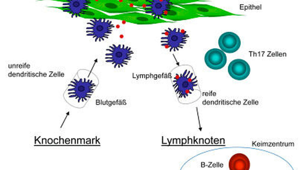 Abbildung 4: Die Rolle des adaptiven Immunsystems bei der Abwehr von Infektionen der Mundhöhle: Die Anwesenheit und Funktion von Th-17-Zellen in der Mukosa ist ein essenzieller Abwehrmechanismus gegen Candidainfektionen der Schleimhaut. Die Reaktion des adaptiven Immunsystems im drainierenden lymphatischen Gewebe ist ansonsten wichtig zum systemischen Schutz gegen oral aufgenommene Erreger, spielt aber eine untergeordnete Rolle in der lokalen Infektabwehr. |