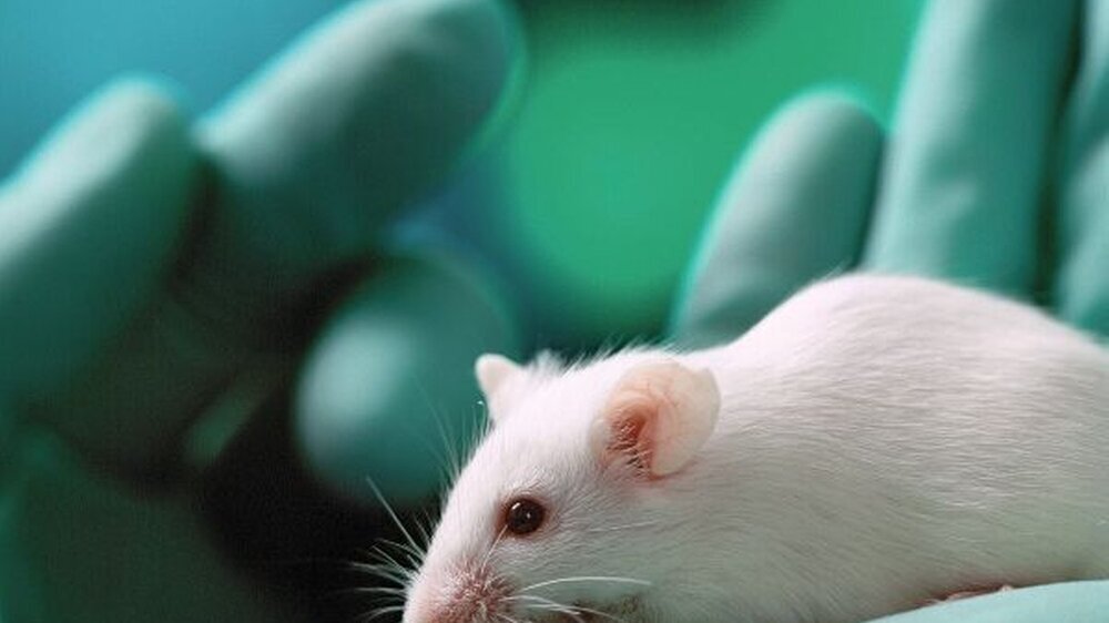 Tierversuche in der Forschung? Viele Bürger sprechen sich dagegen aus. Eine neue EU-Richtlinie soll mehr Klarheit bringen.