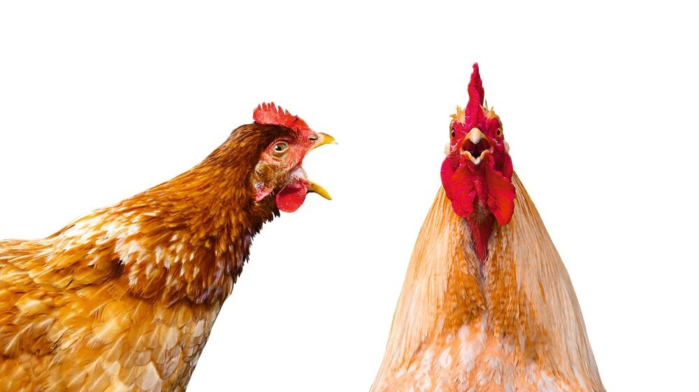 a crazy red hen with an open beak screams at a red rooster on a green background. family quarrel, surprise Streithähne Streit
