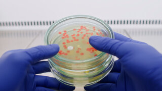 ScScientist holding a shot glass in his hands Petri dishes with bacteria in hands, close-up in the laboratory. Laboratory study of bacteria.