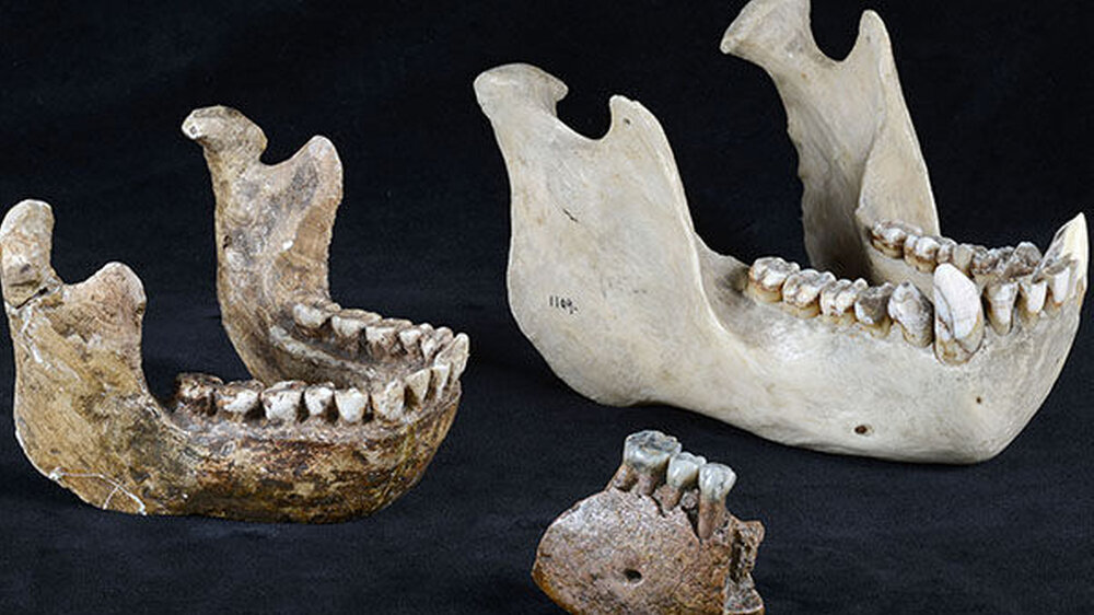 Vergleich eines Meganthropus-Unterkieferfragments mit einer Orang Utan-Kiefer und einer Homo erectus-Kieferrekonstruktion.