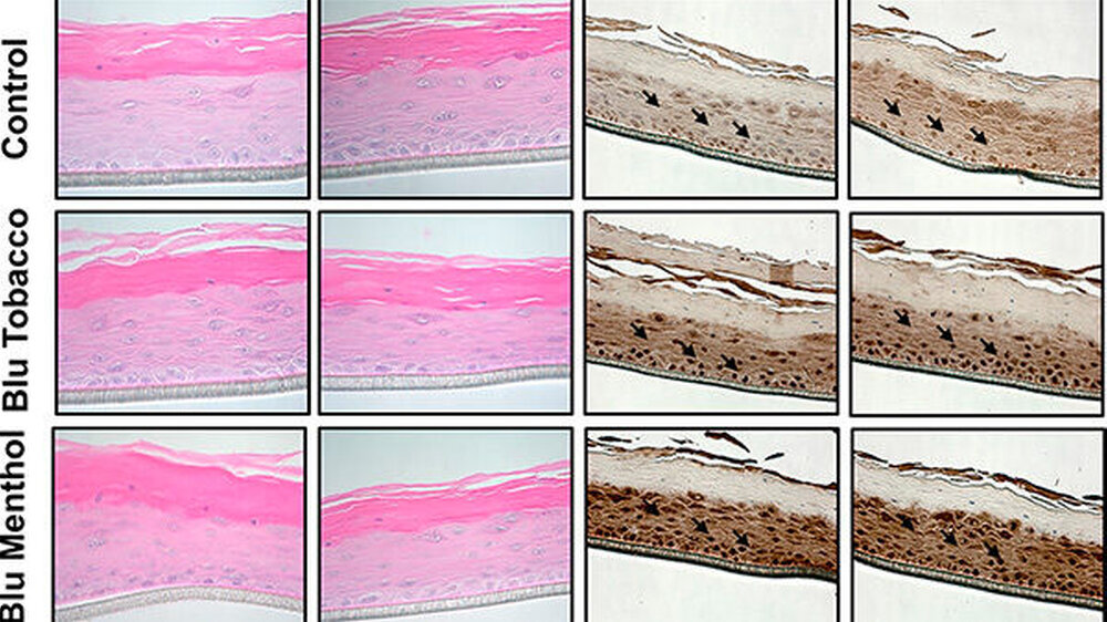 Das normale menschliche 3-D-in vitro-Modell des EpiGingival-Gewebes wurde Aerosolen ausgesetzt unter mithilfe eines Luft-Flüssigkeitsgrenzflächen-Systems für 15 Minuten inkubiert und dann bei 37 °C und 5 Prozent CO2 für 24 Stunden beobachtet.