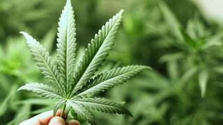 Blatt der Cannabis-Pflanze im Close-up