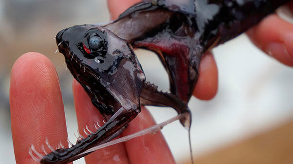Der Tiefsee-Drachenfisch ist ein kleiner, aber erfolgreicher Räuber. Ein Grund dafür: Er hat unter Wasser nahezu unsichtbare Zähne.