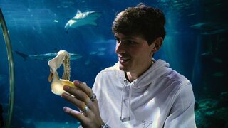 Erstautor Maximilian Baum mit einem Gebiss eines Schwarzspitzen-Riffhais im Aquarium.