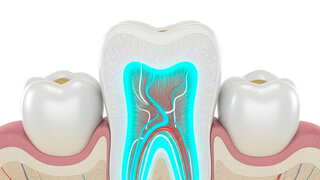 Anatomie eines Zahns