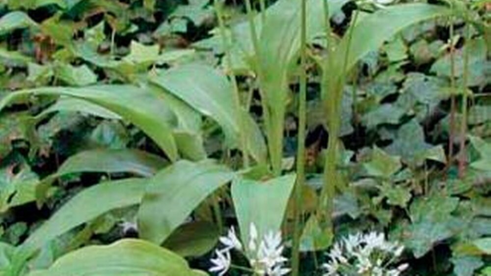 Bärlauch wächst im noch kühlen Frühjahr auf schattigem, nährstoffreichem, feuchtem (Wald-)boden. Wenn die traubenförmigen Blüten erscheinen, sollte er nicht mehr verzehrt werden, Der Geruch ist typisch: stark nach Knoblauch