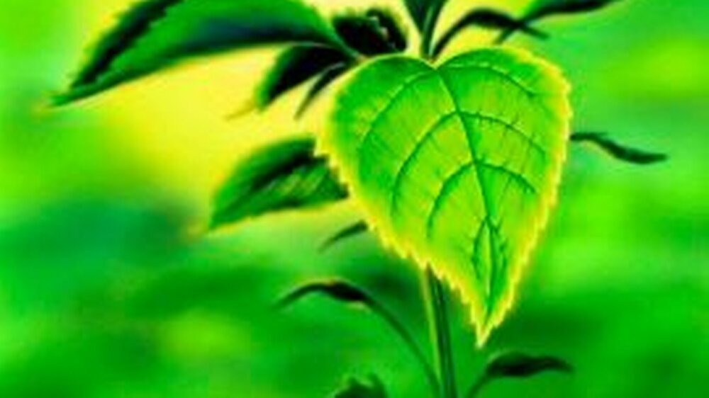 Perilla frutescens (Chinesische Schwarznessel), deren Samen ein Öl liefern, das einen hohen Gehalt an Omega-3-Fettsäuren enthält