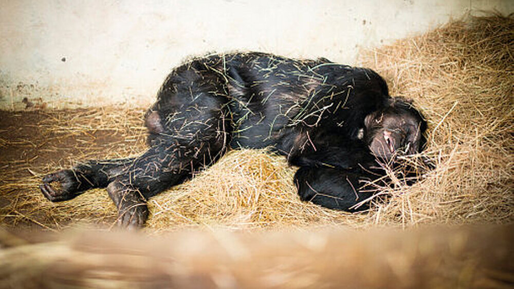 Danach war der Affe schmerzfrei. |