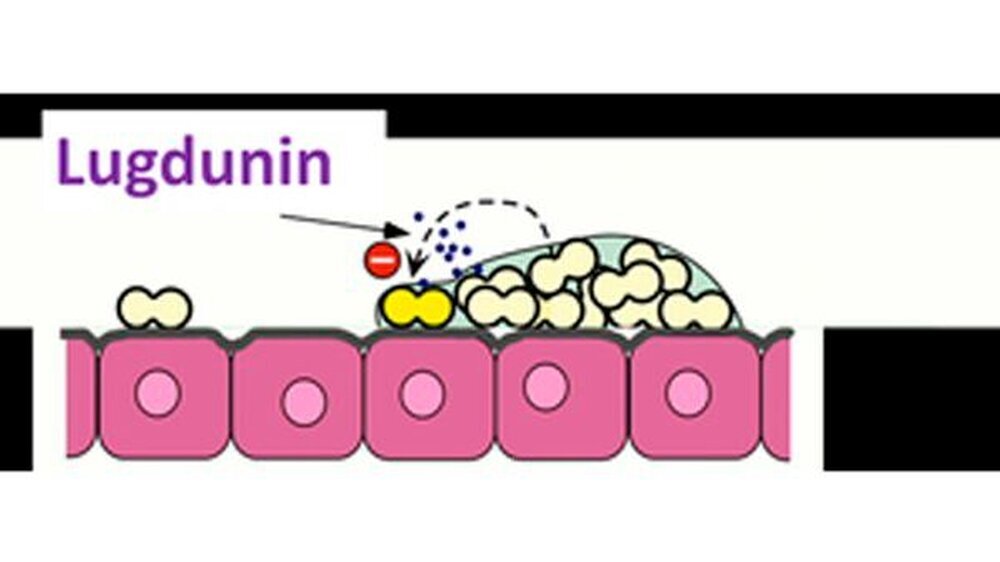 Schema zur Funktionsweise von „Lugdunin“: Auf den nasalen Epithelzellen (in rosa) lebt natürlicherweise das Bakterium Staphylococcus lugdunensis (kleine weiße Doppelzellen), das den Infektionserreger Staphylococcus aureus (gelbe Doppelzellen) durch