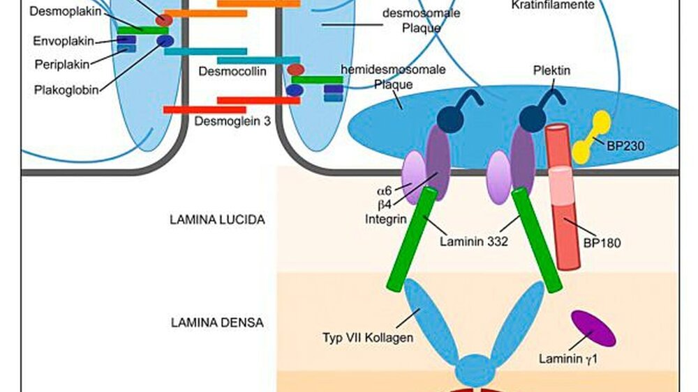 Abbildung 1: Schematische Illustration der Zielantigene blasenbildender Autoimmundermatosen: Desmosomen vermitteln die Adhäsion benachbarter Keratinozyten. Desmoglein 1 und 3, Envoplakin, Periplakin, Desmoplakin sowie Desmocollin 1, 2 und 3 sind desmosomale Proteine, die als Autoantigene bei Pemphiguserkrankungen beschrieben wurden. Die intrazelluläre hemidesmosomale Plaque beinhaltet BP230 und Plektin, BP180 und α6β4-Integrin sind transmembranöse Proteine, während Laminin 332, Laminin γ1 und Typ VII Kollagen extrazelluläre Verankerungsproteine darstellen. |