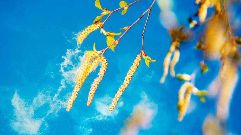 Diverse Pflanzenpollen – insbesondere Birkenpollen – können eine allergische Rhinitis auslösen. | Diverse Pflanzenpollen – insbesondere Birkenpollen – können eine allergische Rhinitis auslösen. |