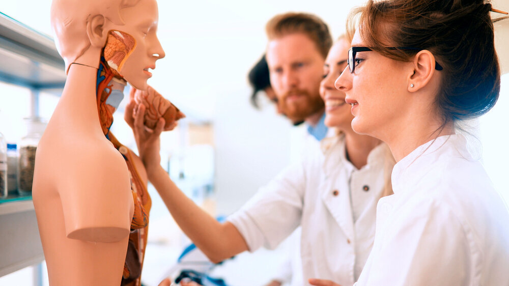 Medizinstudierende am anatomischen Modell Medizinstudierende am anatomischen Modell