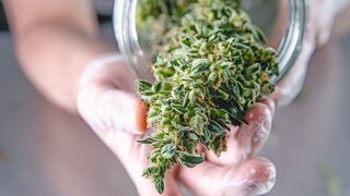 Cannabis im Glas