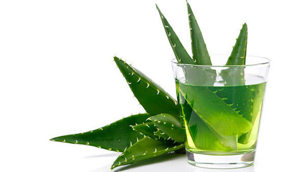 Pflanze mit vielen Fähigkeiten: Aloe Vera.