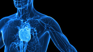 3-D-Darstellung eines menschlichen Brustkorbs mit Herz
