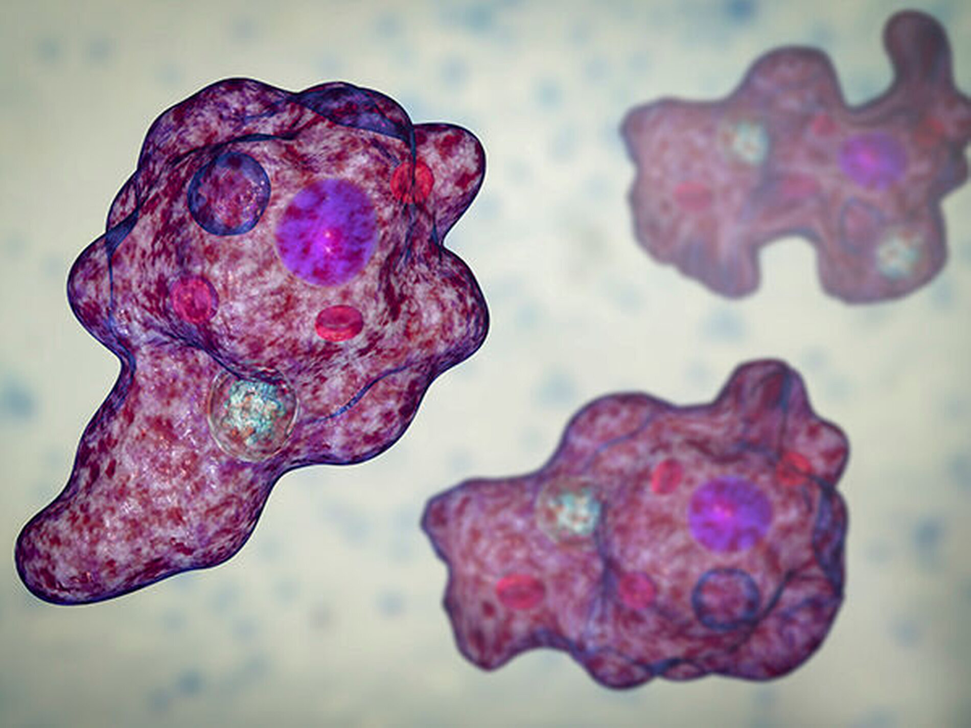 Generisches amoxibeta