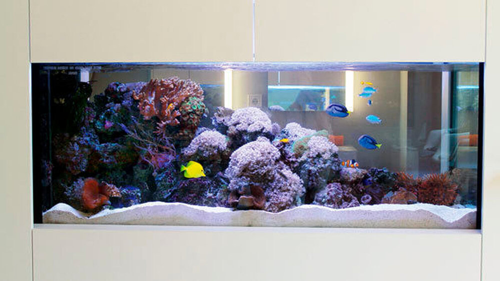 Beim Fische-Beobachten kann man sich gut entspannen. |
