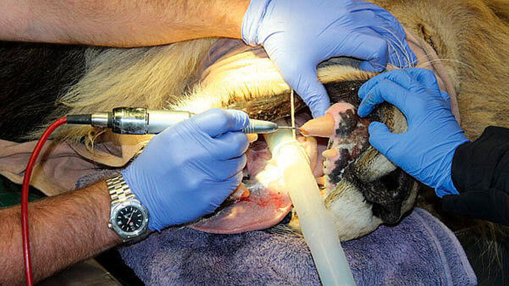 Endodontische Behandlung bei einem Löwen. |