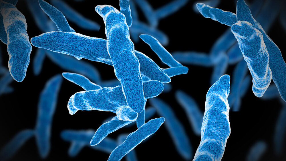 Bacterial infection tuberculosis Tuberkulose-Bakterien