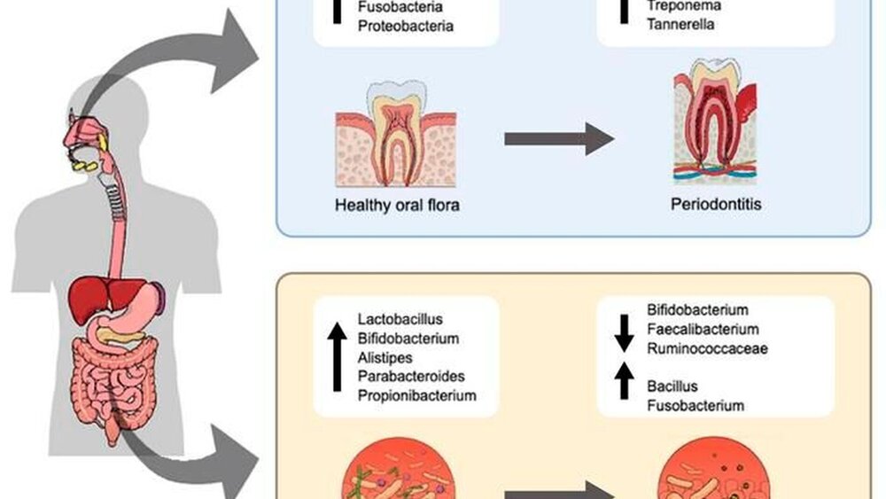 orale und Darmmikroflora