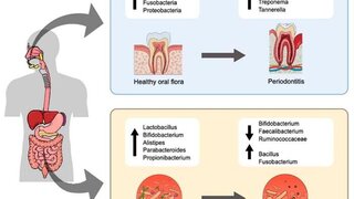 orale und Darmmikroflora