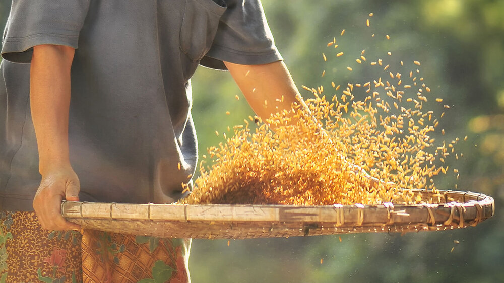 Tatsächlich zeigte sich eine Verringerung von Entzündungsmarkern und ein Anstieg von Proliferationsmarkern beim Konsum von Liquid Smoke aus Reisschalen.