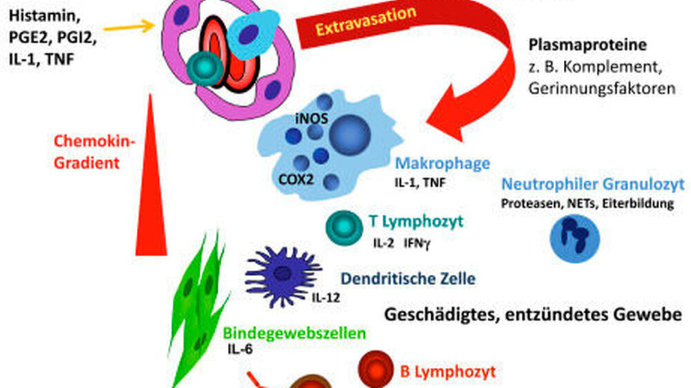 Abbildung 2: Extravasation von Plasmaproteinen und Leukozyten durch das aktivierte und permeable Gefäßendothel ins entzündete Gewebe: Im geschädigten Gewebe wird die Bildung und Ausschüttung von Entzündungsmediatoren wie Histamin, Prostaglandin E2(P Abbildung 2: Extravasation von Plasmaproteinen und Leukozyten durch das aktivierte und permeable Gefäßendothel ins entzündete Gewebe: Im geschädigten Gewebe wird die Bildung und Ausschüttung von Entzündungsmediatoren wie Histamin, Prostaglandin E2(PGE2) und Prostaglandin I2 (PGI2) induziert, die zu Vasodilatation und Austritt von Plasmaproteinen führen. Zytokine wie IL-1 und TNF- aktivieren Endothelzellen, wodurch Adhäsionsmoleküle an der Oberfläche exprimiert werden, die letztlich die Transmigration der verschiedenen Leukozyten ins entzündete Gewebe vermitteln. |