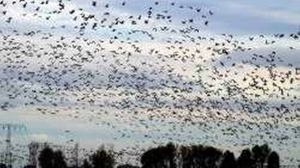 Die Angst vor Vogelgrippe geht um in Deutschland. Das Risiko, dass Zugvögel die Krankheit einschleppen, halten Wissenschaftler für real.
