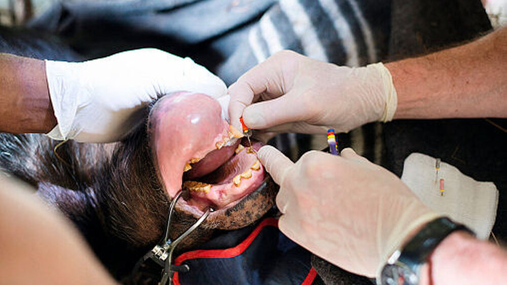 Gnauert: „Die Unterlippe von Schimpansen ist so groß, dass wir sie während der Behandlung einfach um den Unterkiefer klappen konnten.“ |