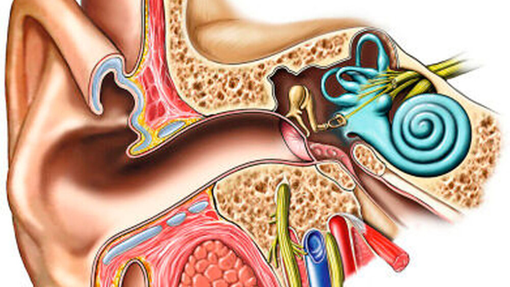 Viele Schwindelformen nehmen ihren Ursprung im Gleichgewichtsorgan im Innenohr. |