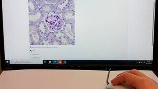 KI-Gewebeschnittbilder