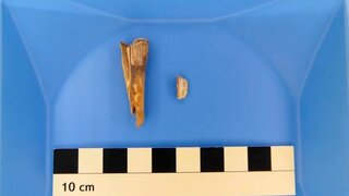 Erreger in 4.000 Jahre altem Schafszahn entdeckt