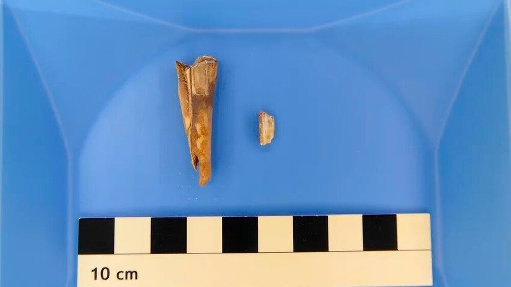 Erreger in 4.000 Jahre altem Schafszahn entdeckt Erreger in 4.000 Jahre altem Schafszahn entdeckt
