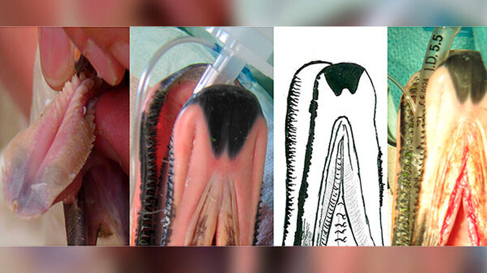 Klinische Dokumentation des Mundbodendefekts von enoral (a), extraoral (b) sowie schematische (c) und klinische Darstellung der OP-Technik (d-g). Befund am 2. postoperativen Tag im Zoo (g).