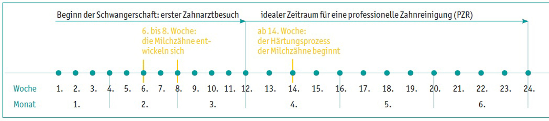 Grafik Empfohlene Zahnarztbesuche in der Schwangerschaft