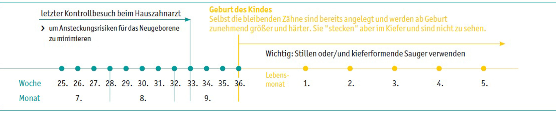 Empfohlene Zahnarztbesuche in der Schwangerschaft