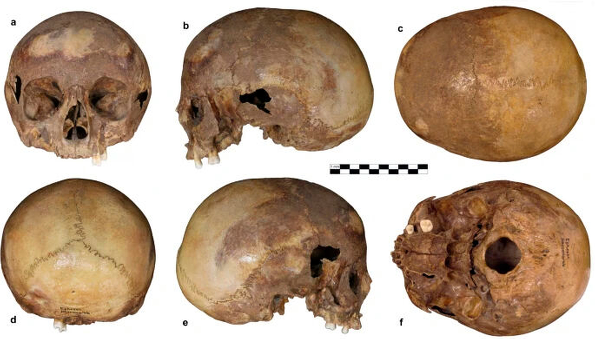 Der Schädel aus dem Oktogon in Ephesos