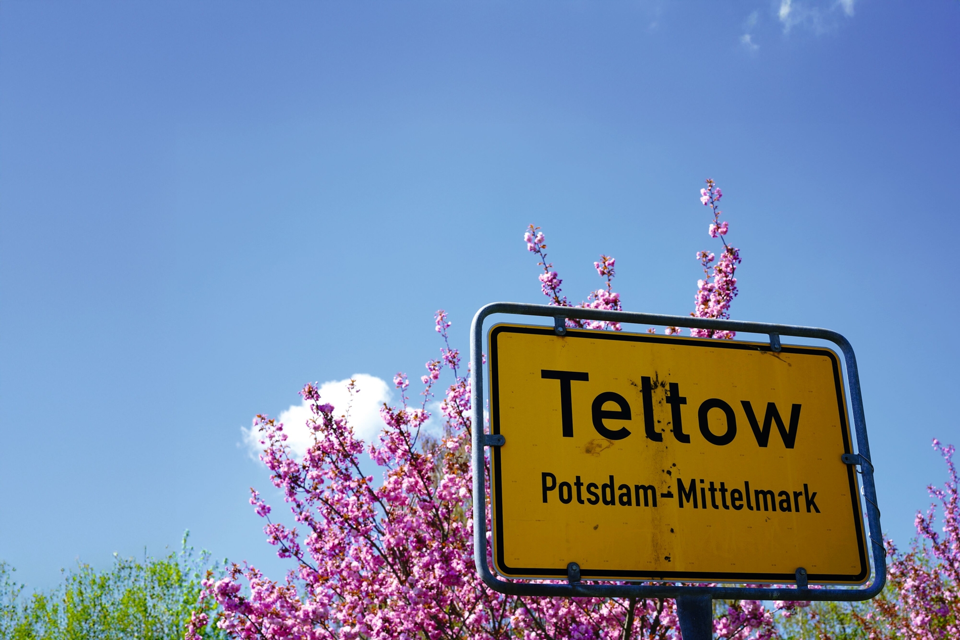 Kirschblüte am Berliner Mauerweg mit Ortsschild Teltow bei Sonnenschein
