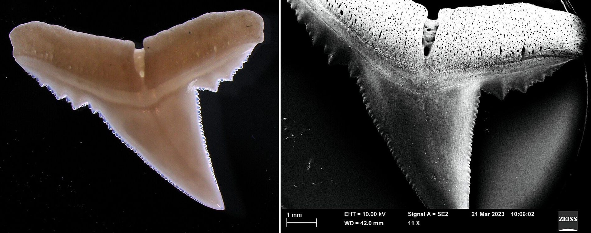 Haizähne, links ein lichtmikroskopisches Bild, rechts eine Aufnahme mit einem Rasterelektronenmikroskop.