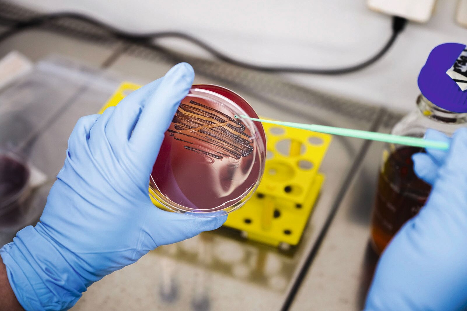 Überimpfen einer P. gingivalis-Probe nach Kultivierung zur weiteren Testung des Wirkstoffes. Die Bakterien werden im Labor auf Petrischalen auf einem Nährmedium (Agar) gezüchtet.