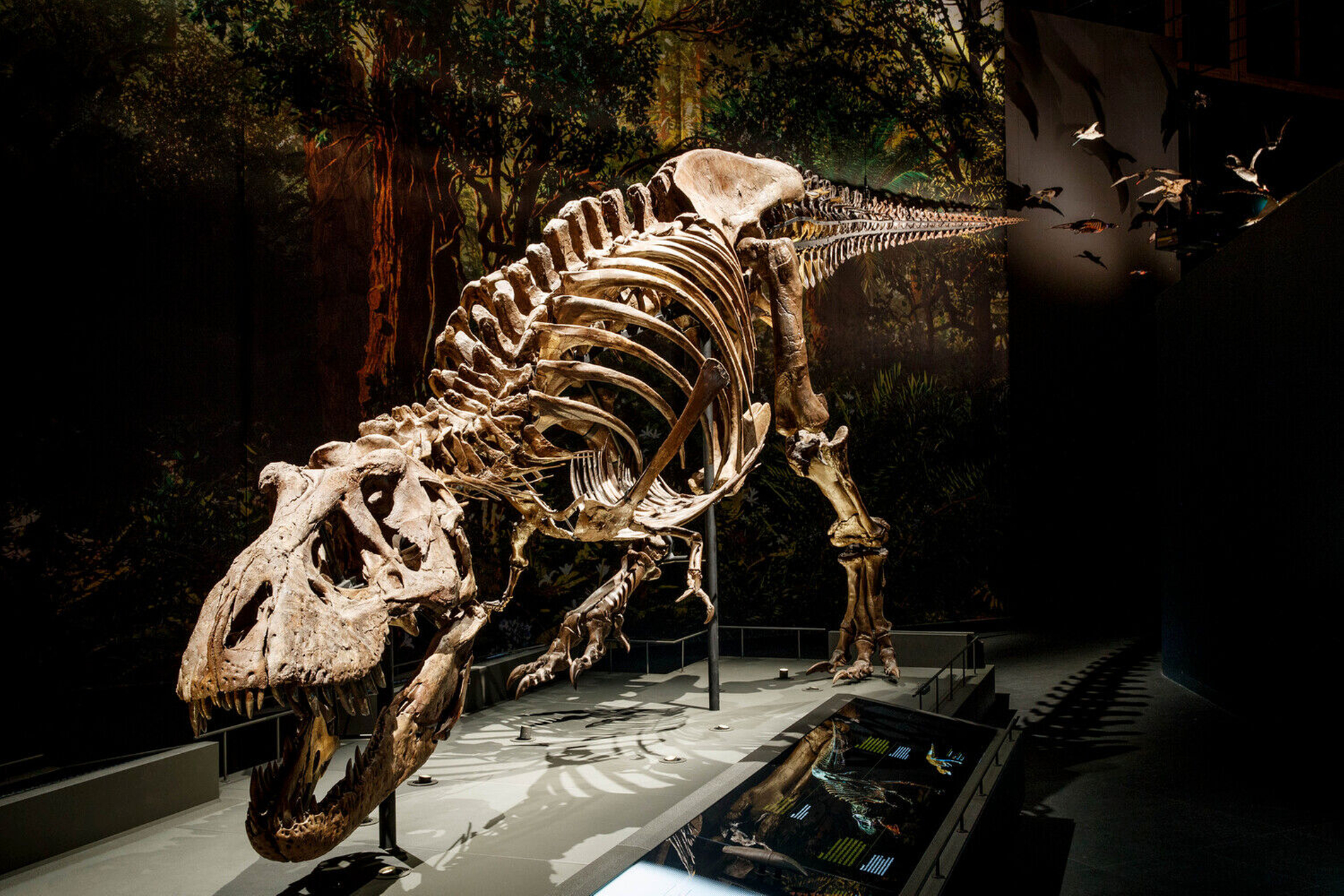 Skelett eines Tyrannosaurus rex