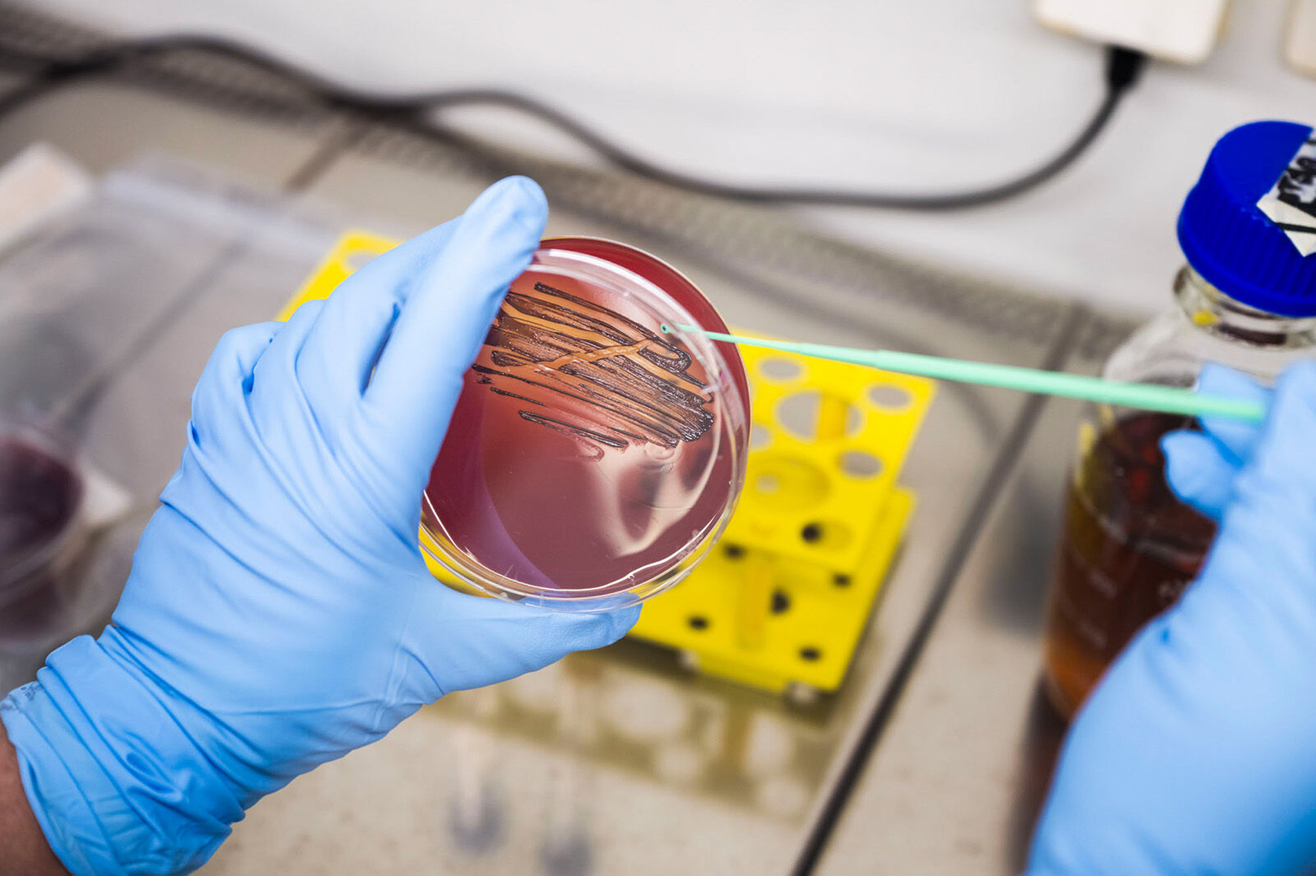 Überimpfen einer P. gingivalis-Probe nach Kultivierung zur weiteren Testung des Wirkstoffes. Die Bakterien werden im Labor auf Petrischalen auf einem Nährmedium (Agar) gezüchtet.