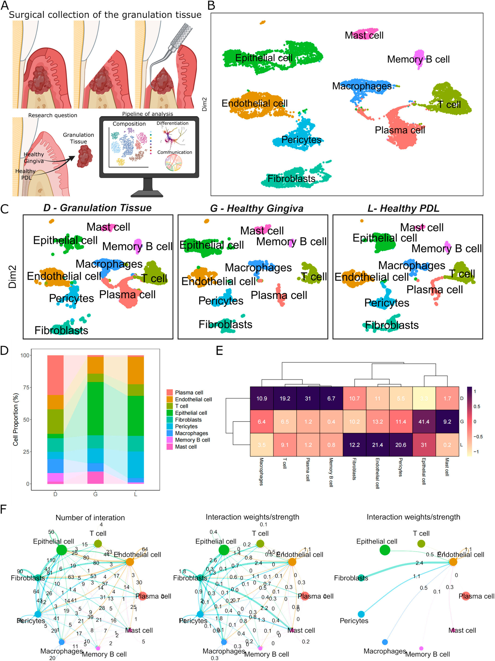 Charakterisierung der Zellpopulationen im Parodontalgewebe